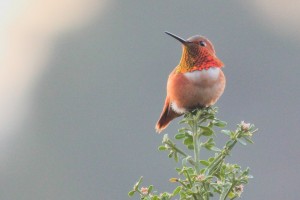 Allen's Hummingbird