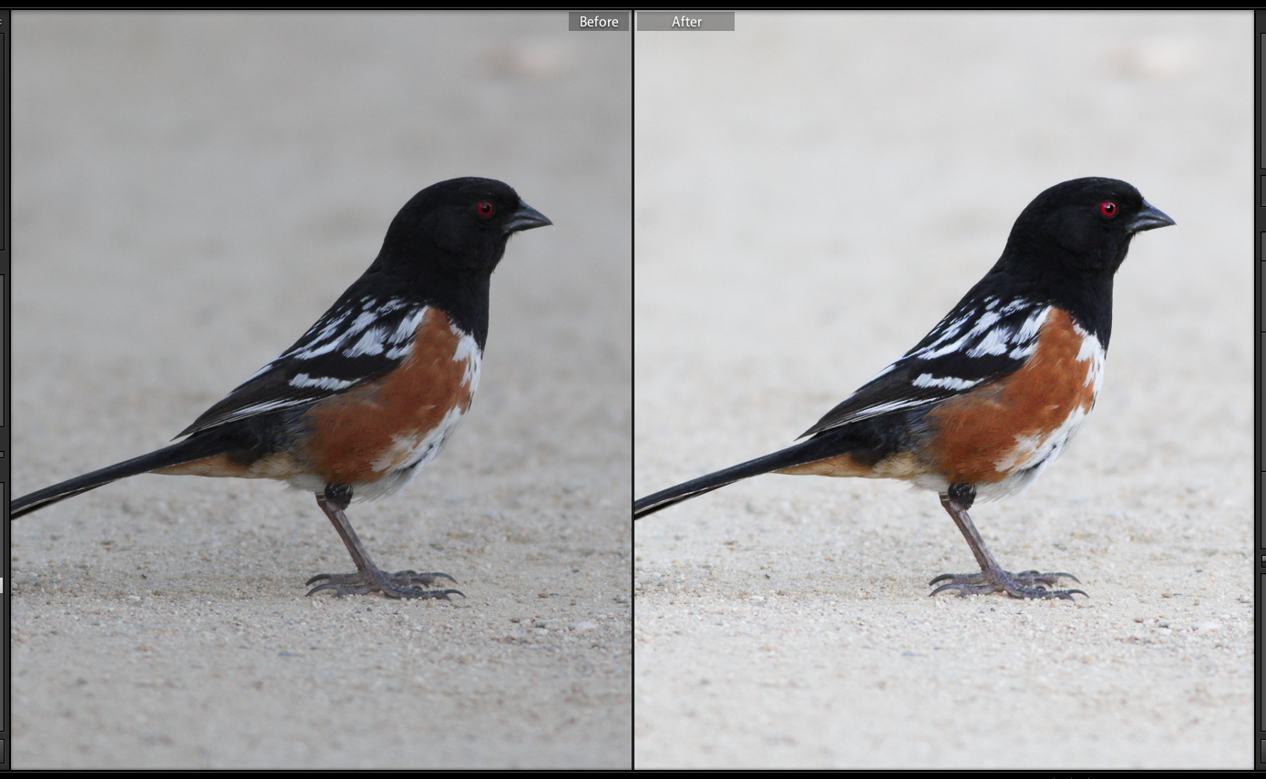 editing bird photos - spotted towhee