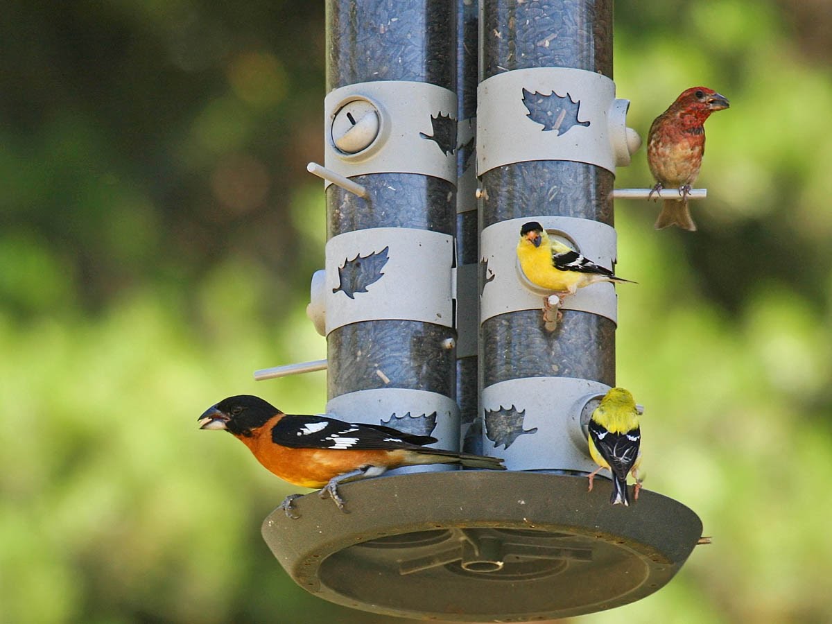 great backyard bird count