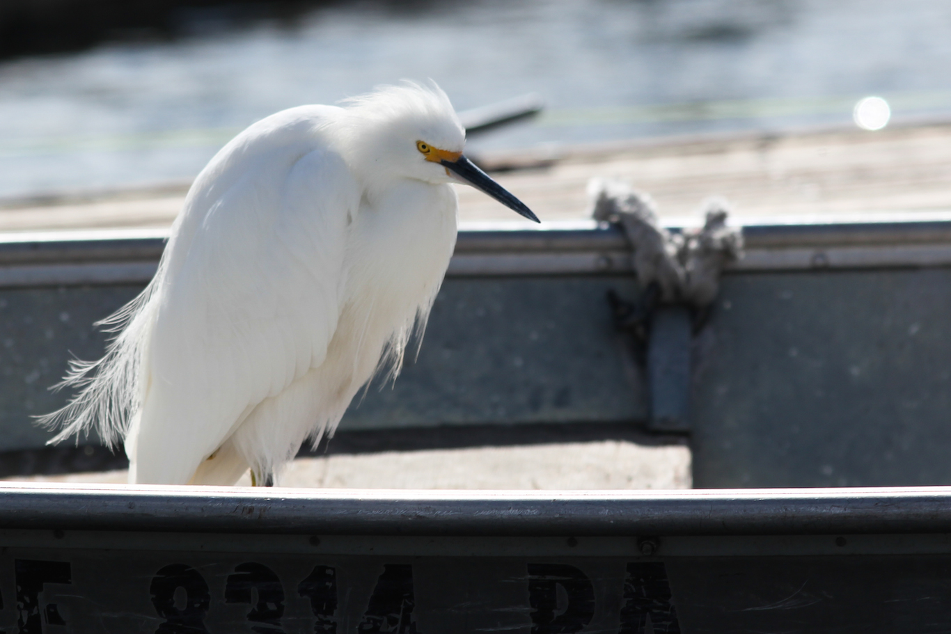 beginner Birder