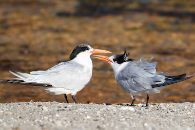 Royal Tern Couple Royal Tern Couple - printing bird photos