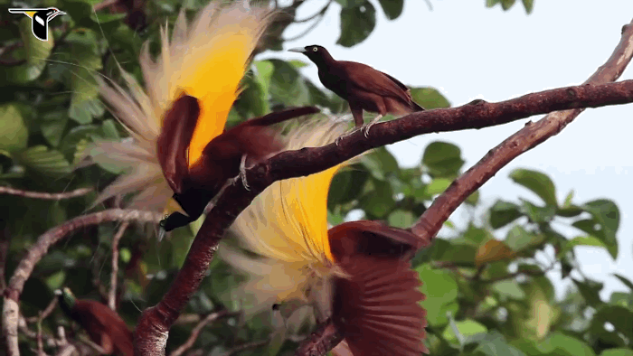 paradiseblog3