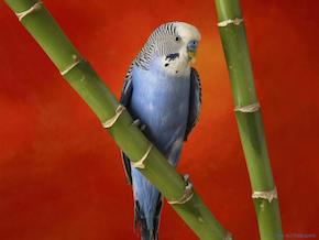 Blue Budgie Blue parakeet, beginner birder