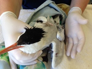 Elegant tern and chick