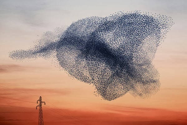 starling flock - how birds flock
