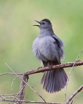 Gray Catbird Grey Catbird, beginner birder