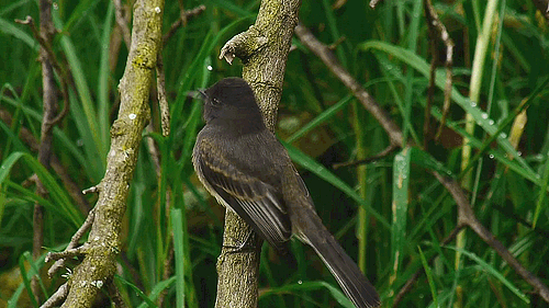 black phoebe beginner birder