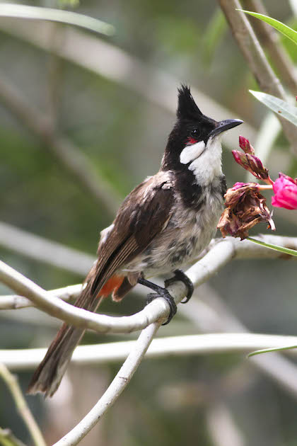red-whiskered bulbul
