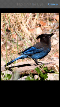 bird snap review