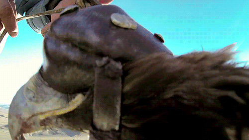 horse riding falconry