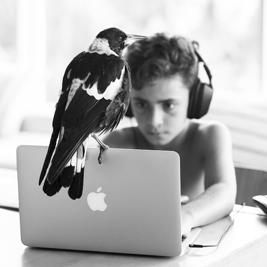 rescued bird