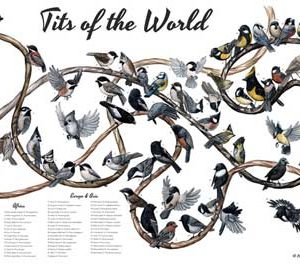 tits of the world poster