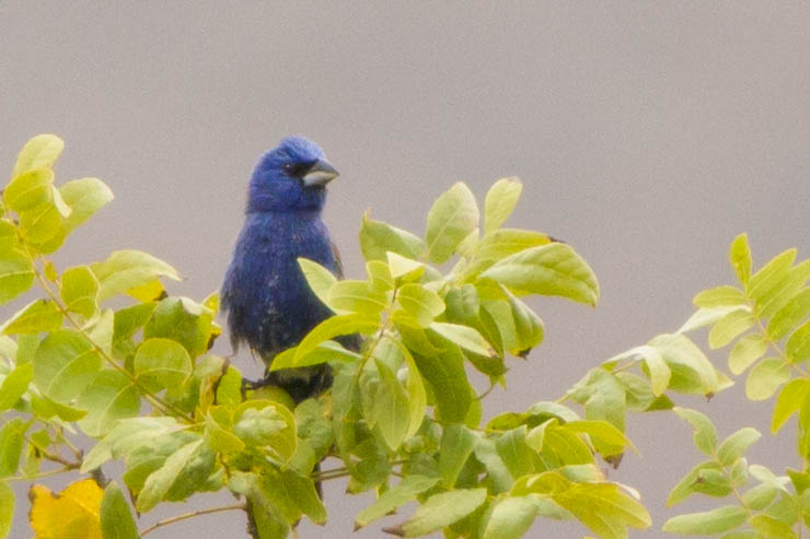 blue grosbeak