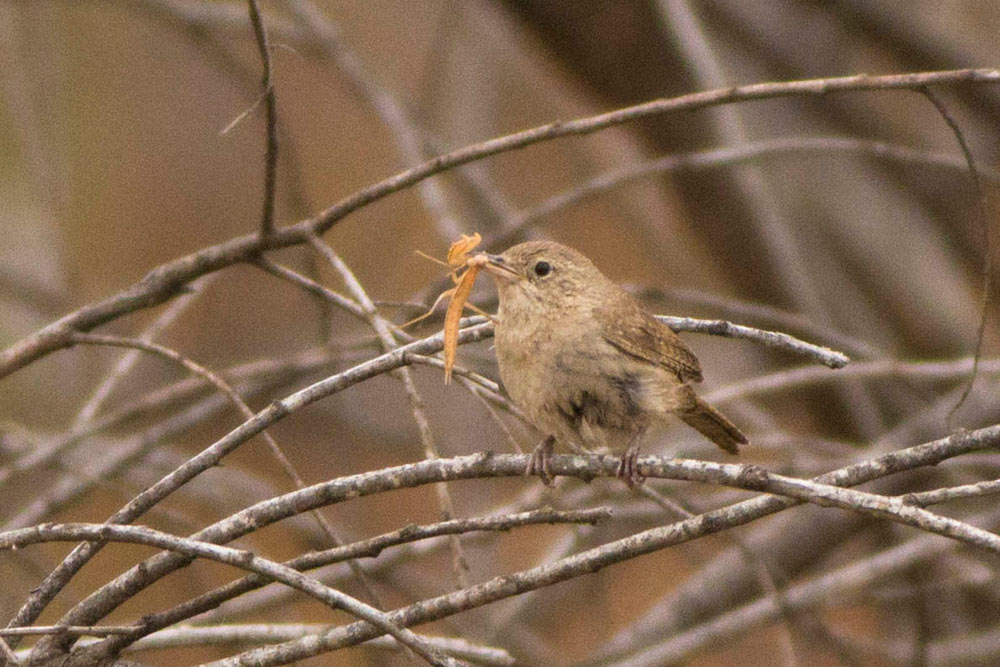 house wren