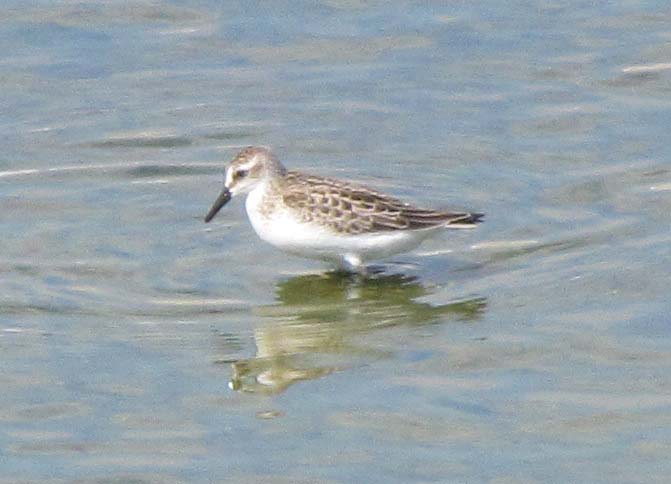 semipalmated-sandpiper-rare-los-angeles