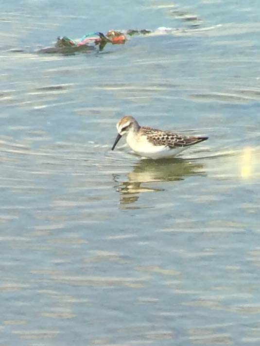 western sandpiper at the la river