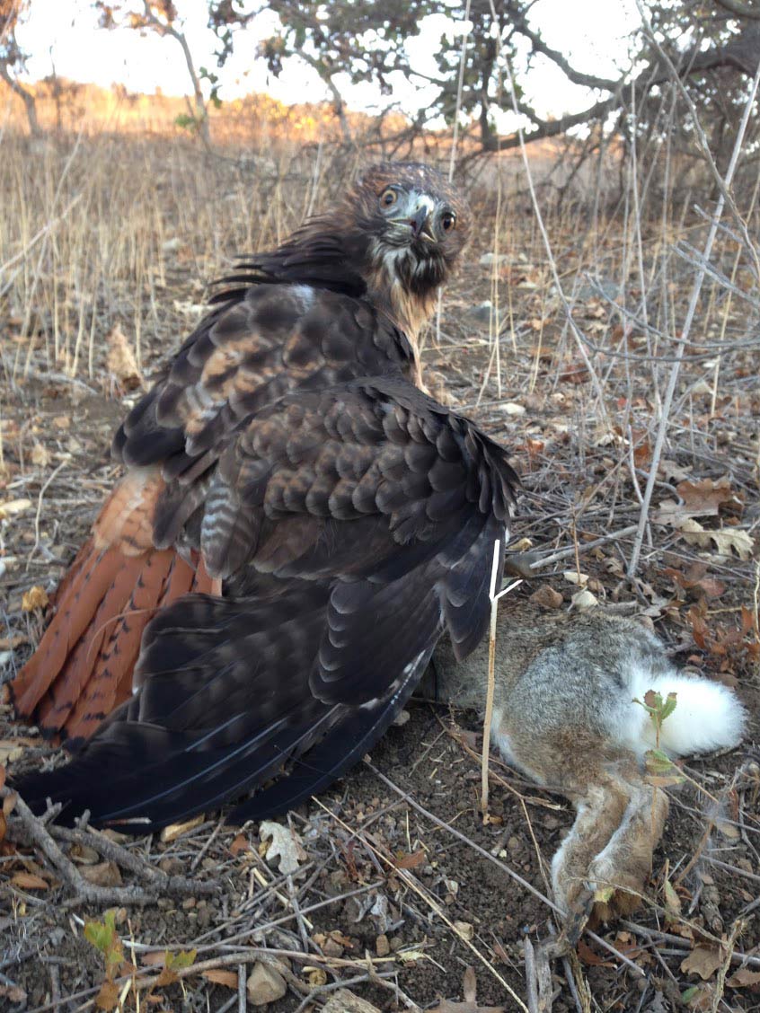 buddy the red-tailed falconry