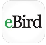 ebird