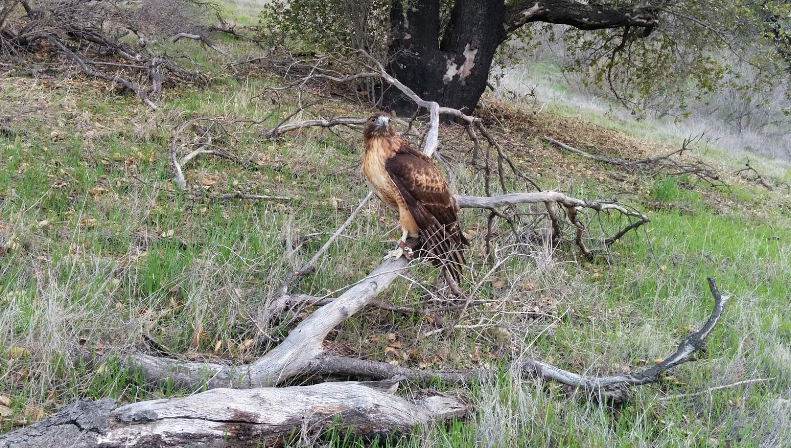 falconry-red-tailed-hawk-buddy-sitting-on-branch