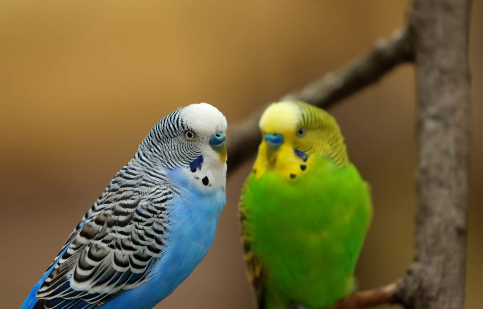 parakeet couple