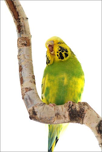 yawning budgie