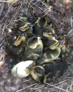 Ducklings