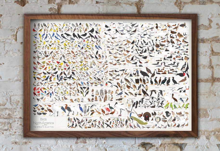 birds of north america poster