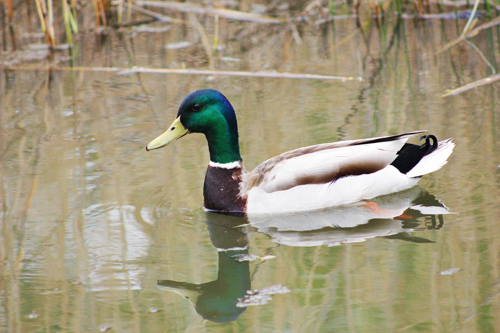 male-mallard