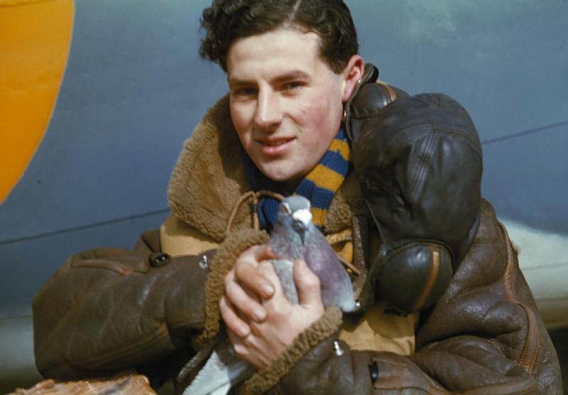 war pigeon
