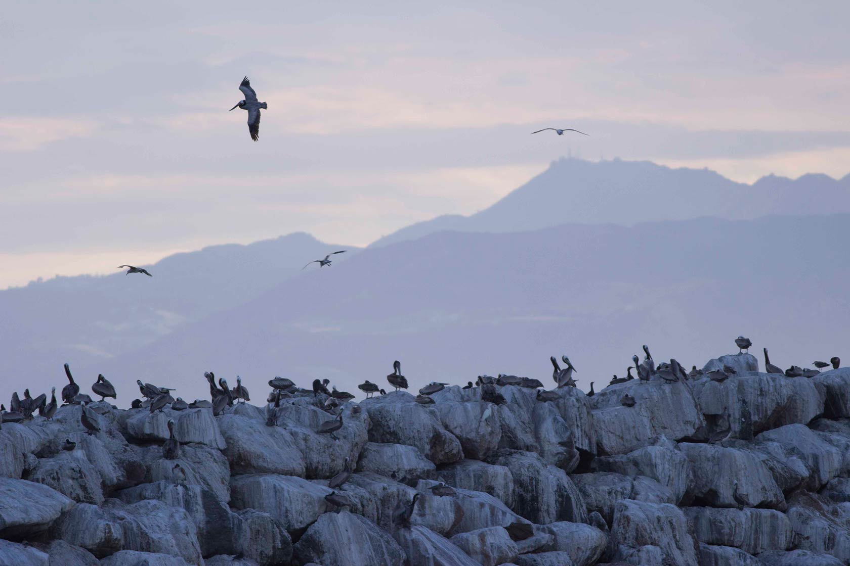 brown pelicans on the jetty