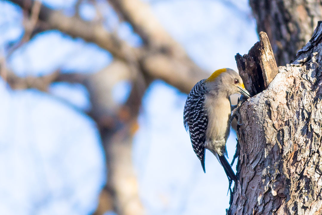 golden fronted woodpecker
