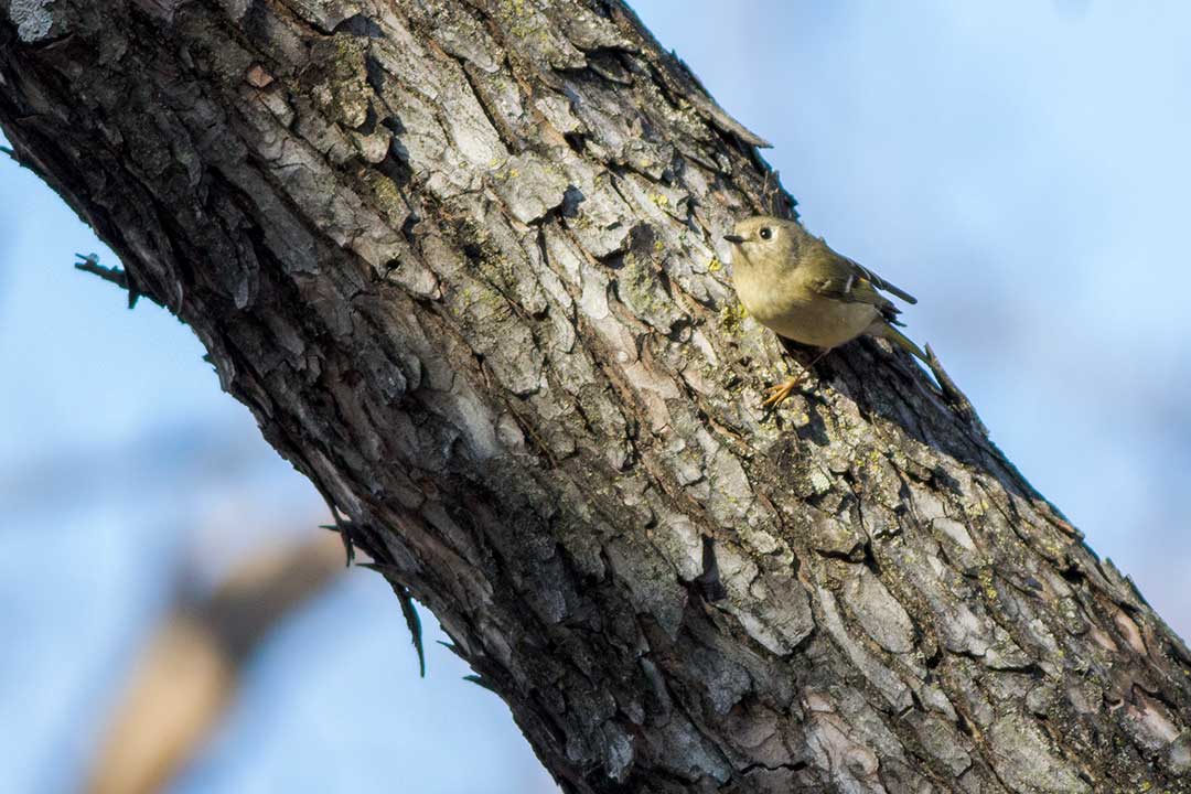 ruby-crowned kinglet