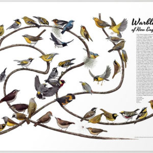 warblers of new england poster