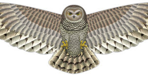 Owl Kite
