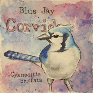 Blue Jay Watercolor Print