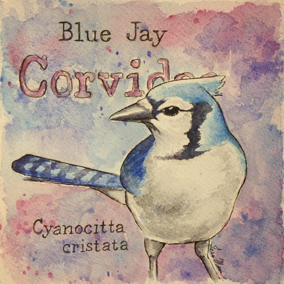 Blue Jay Watercolor Print