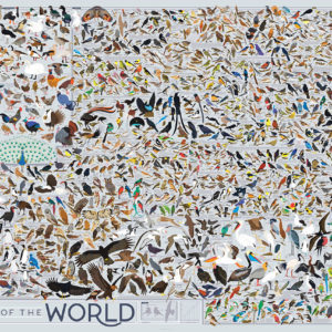 birds of the world poster by popchart