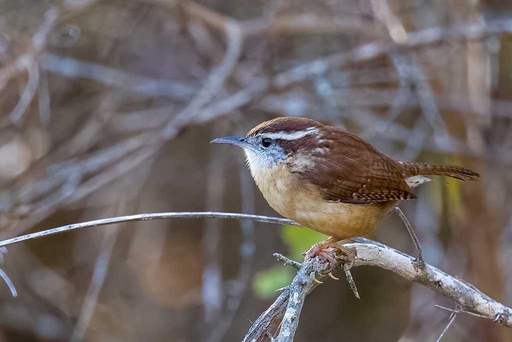 carolina wren shot on canon r6 with rf 100-500mm lens