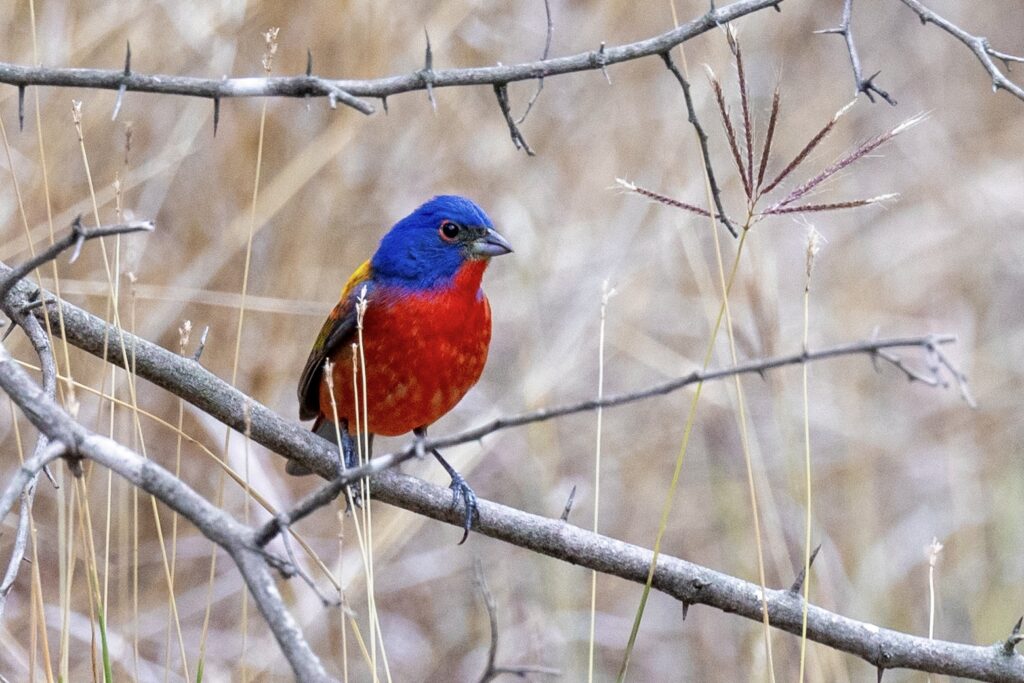 frontside of male painted bunting