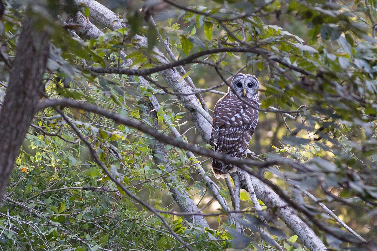 barred owl looking at camera
