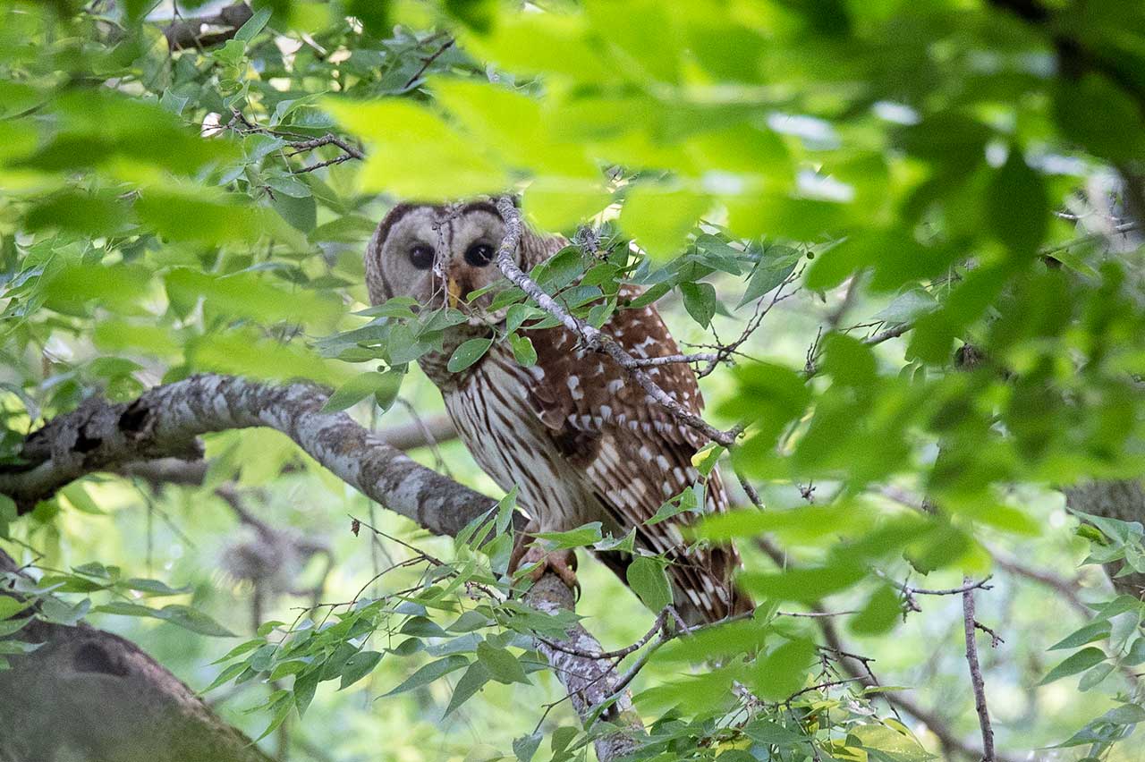 Barred Owl