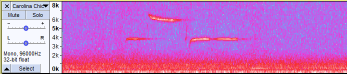 normalized clip of carolina chickadee