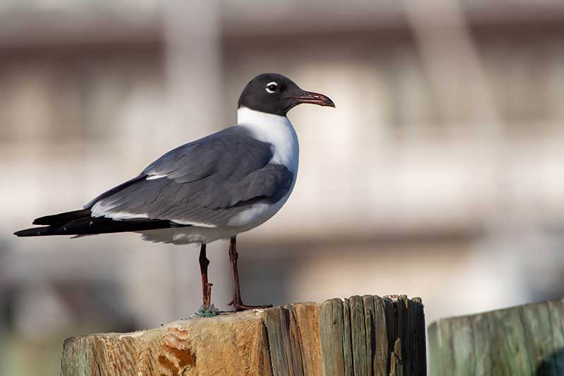 laughing gull on dock