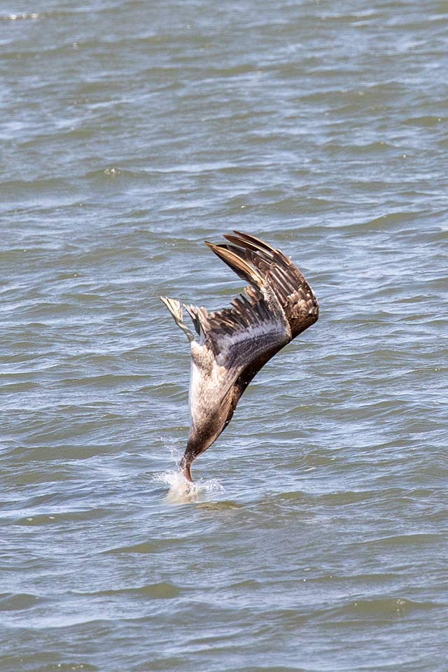 diving brown pelican with head underwater in marina waters