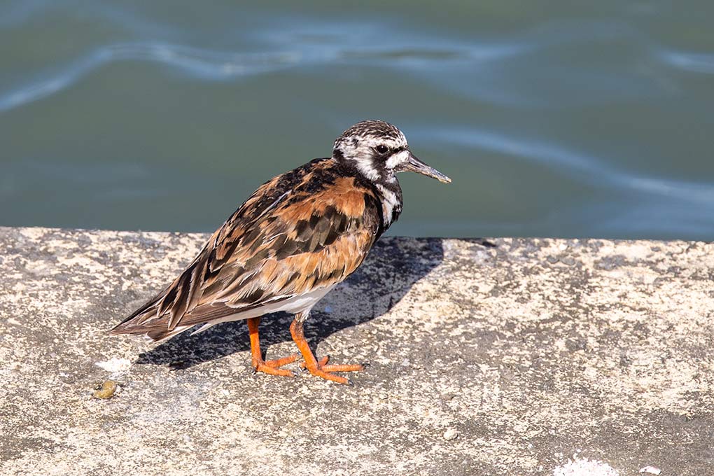 ruddy turnstone next to marina water