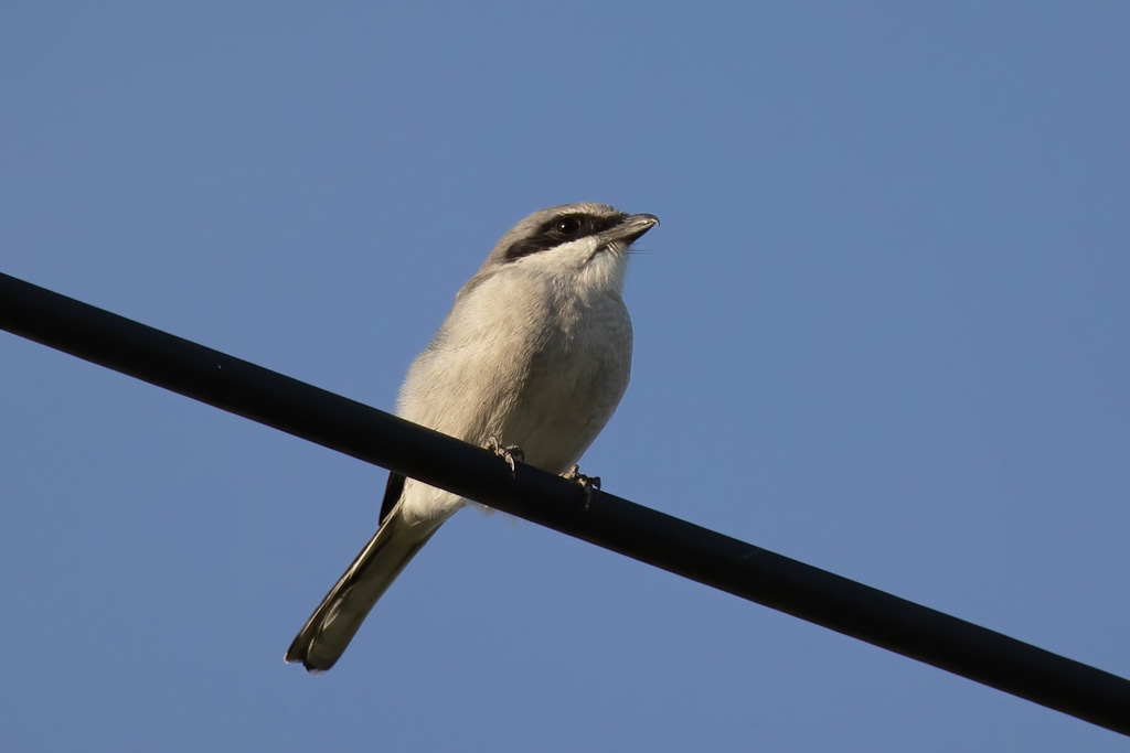 Loggerhead shrike