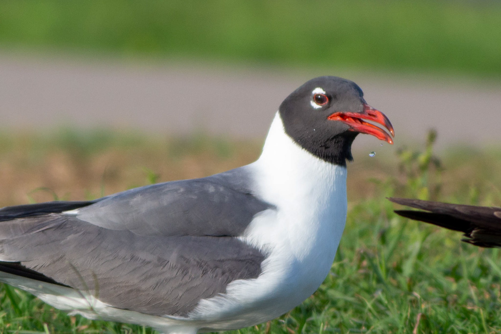 Thirsty laughing gull