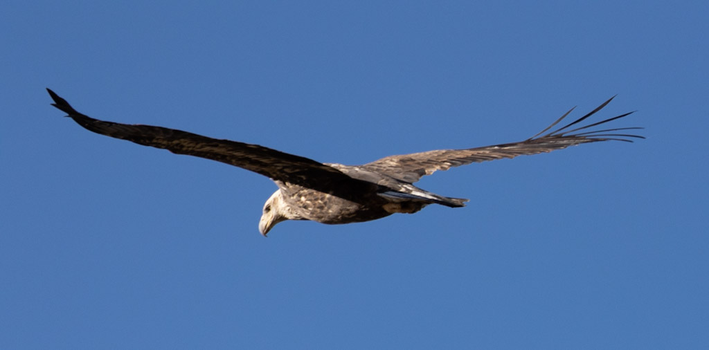 Juvenile bald eagle