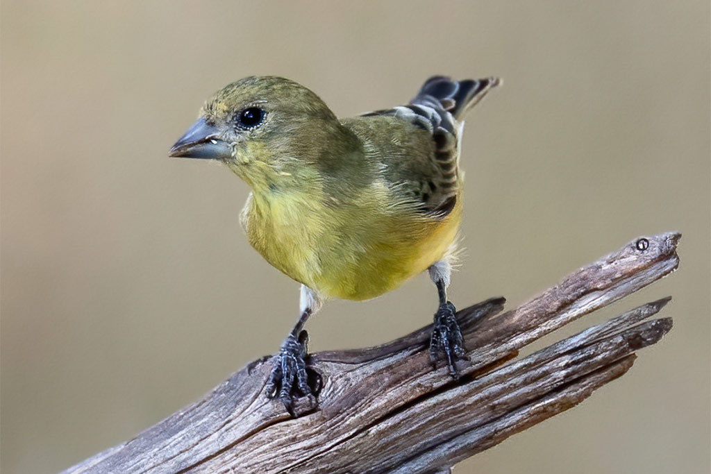 Lesser Goldfinch