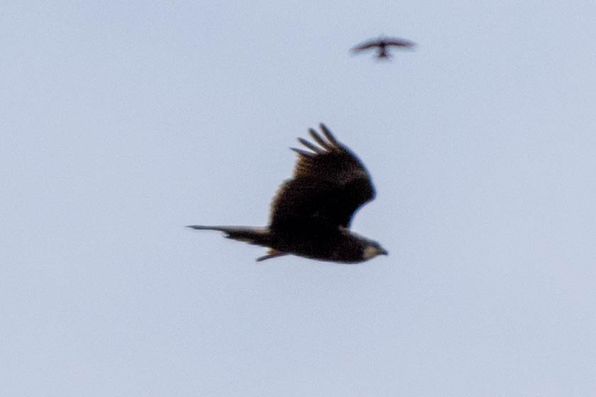 Common Buzzard
